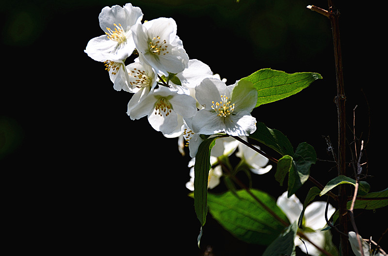 照片 081_副本.jpg