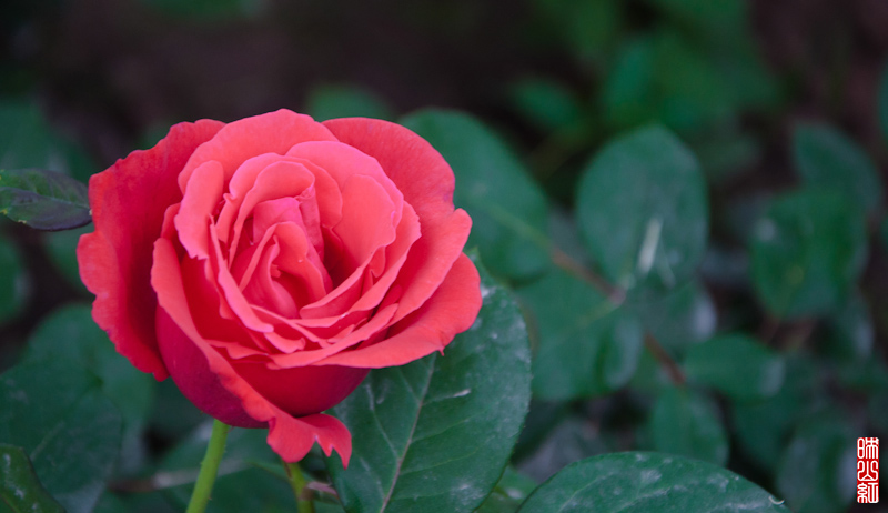DSC_1446.jpg
