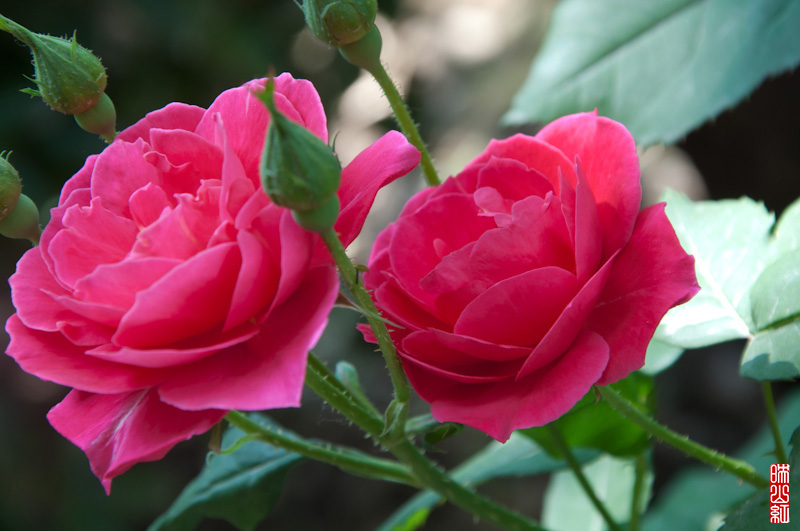 DSC_1656.jpg