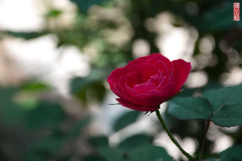 DSC_1666.jpg