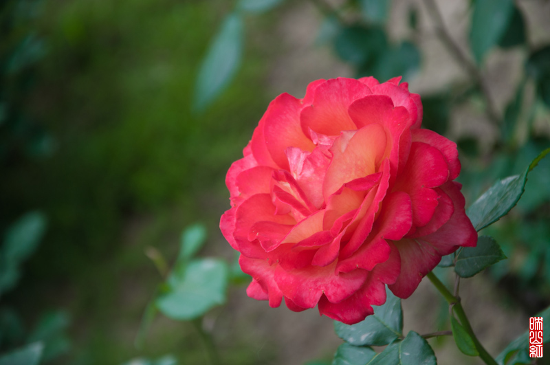 DSC_1757.jpg