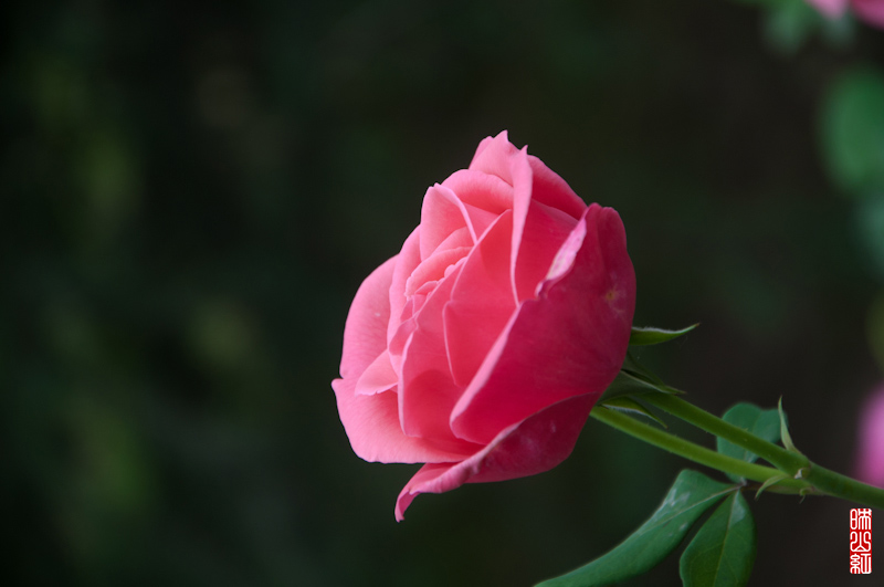 DSC_1761.jpg