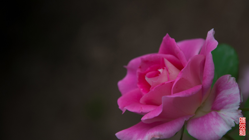 DSC_1766.jpg