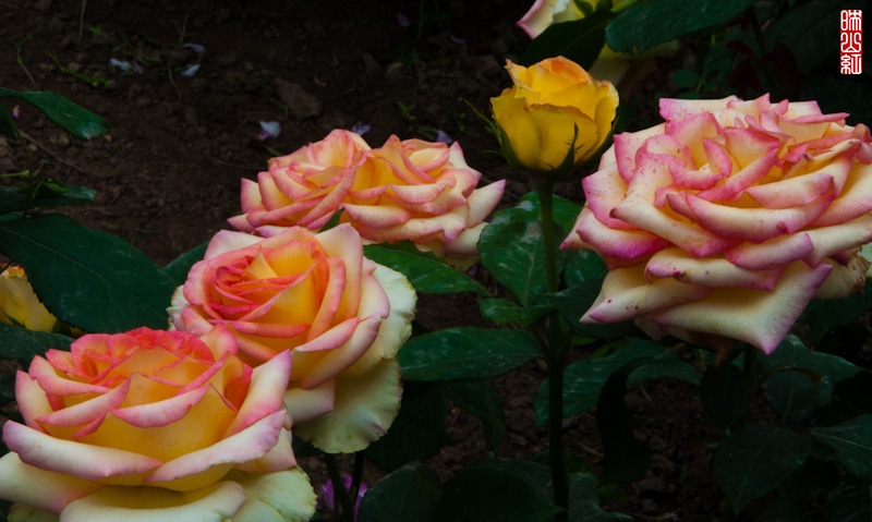 DSC_1767.jpg