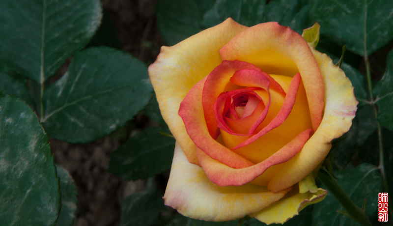 DSC_1785.jpg