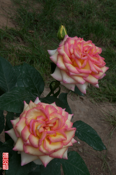 DSC_1786.jpg