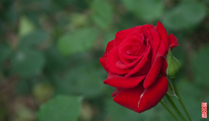 DSC_1863.jpg