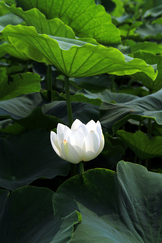 公园 039_副本.jpg