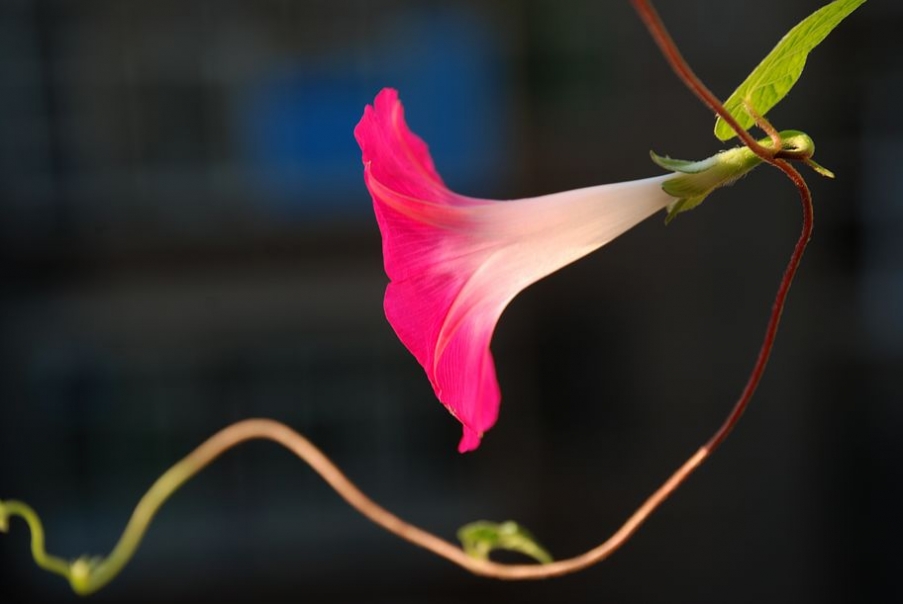 DSC_0532.JPG