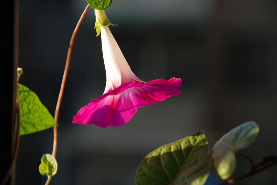 DSC_0541.JPG