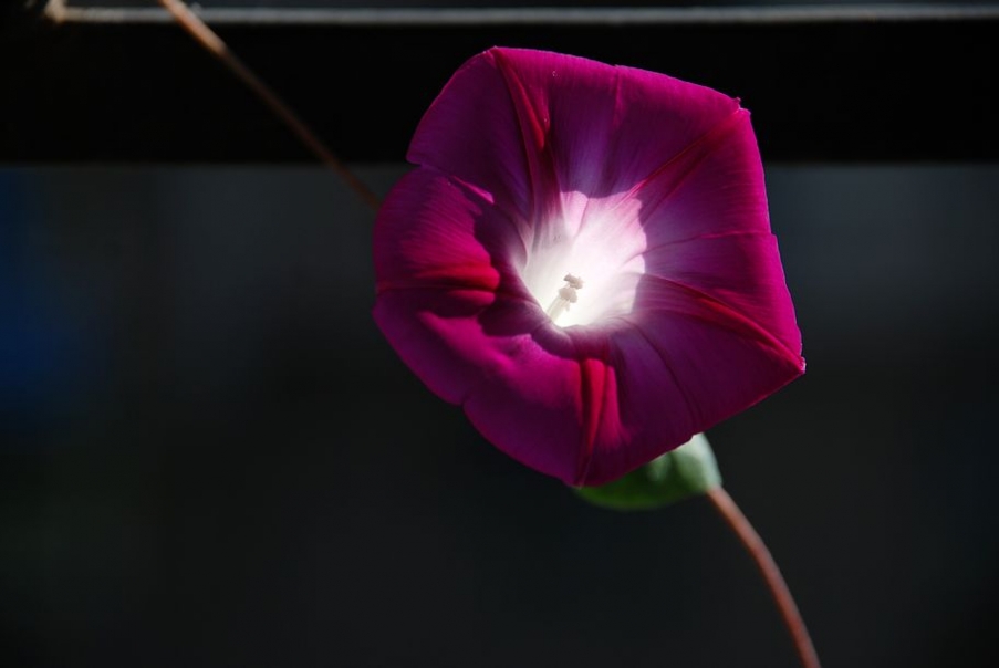 DSC_0557.JPG