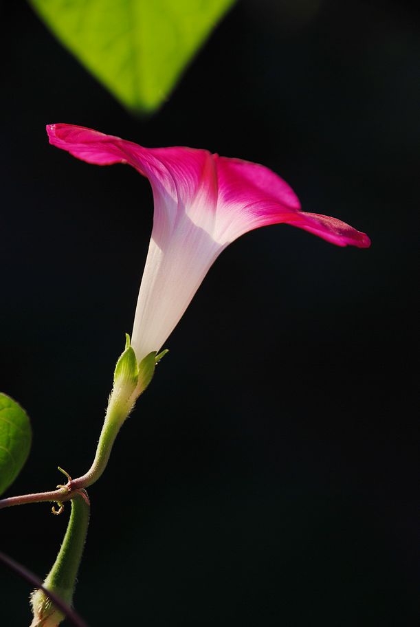 DSC_0588.JPG