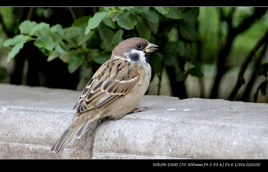 _DSC6361.JPG