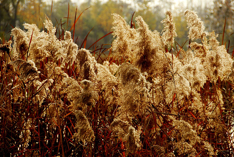 世园芦苇 (2).jpg