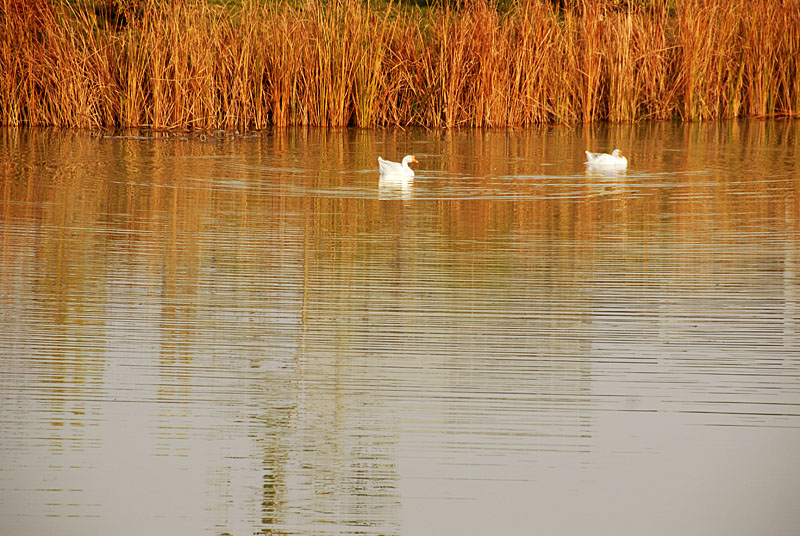 世园芦苇 (4).jpg