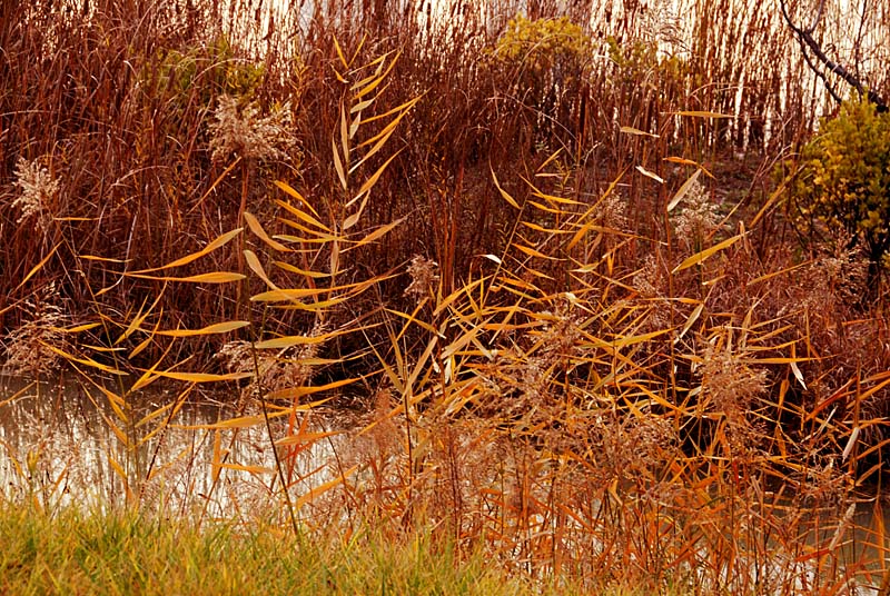 世园芦苇 (7).jpg