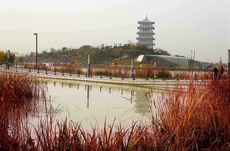 世园芦苇 (9).jpg