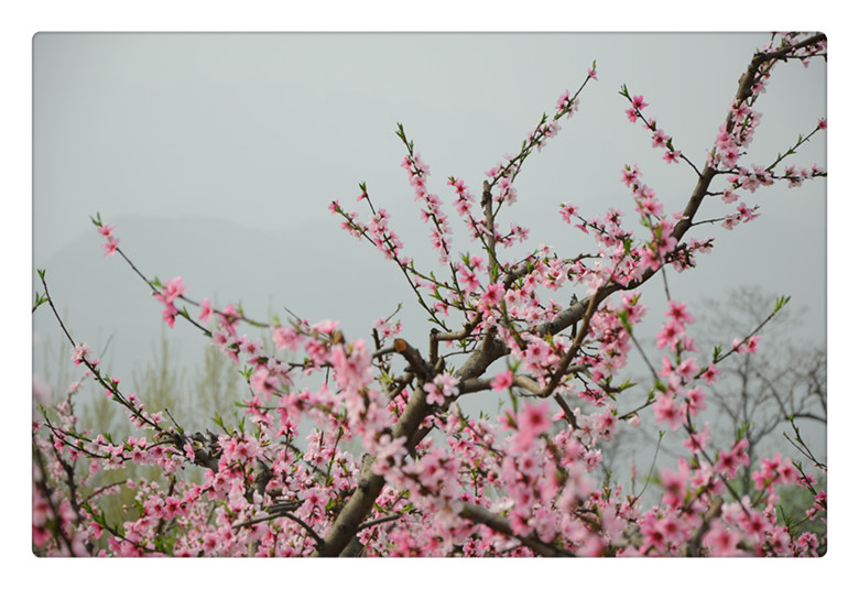 DSC_0095_副本.jpg
