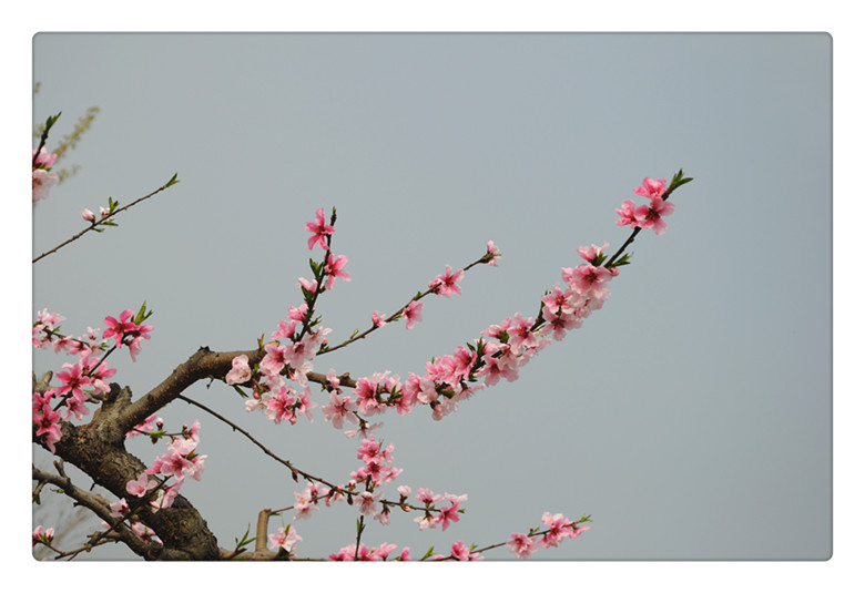DSC_0096_副本.jpg