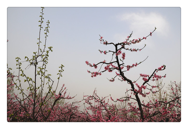 DSC_0109_副本.jpg