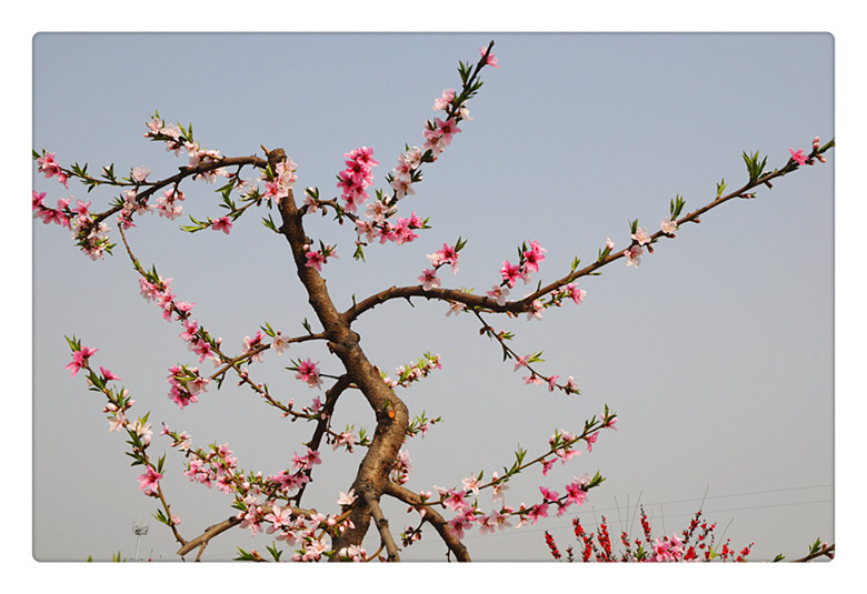 DSC_0136_副本.jpg