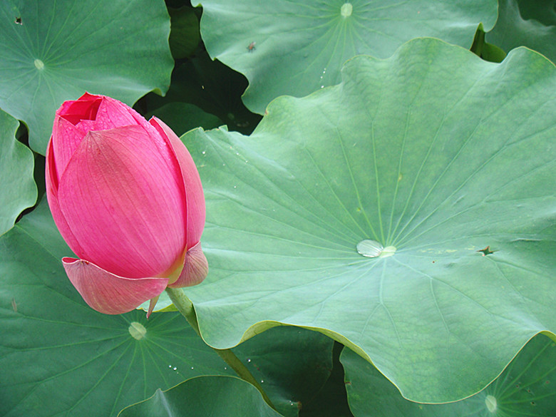 DSC08765_副本.jpg