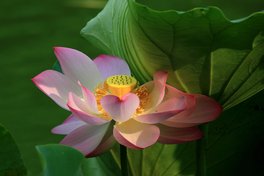 丰庆公园拍荷花 055_副本.jpg