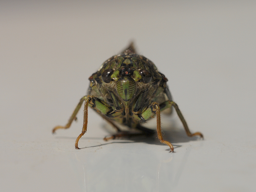 D2X_9048.jpg