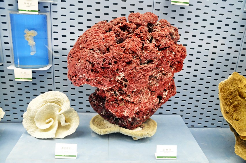 DSC_0051_conew1.jpg