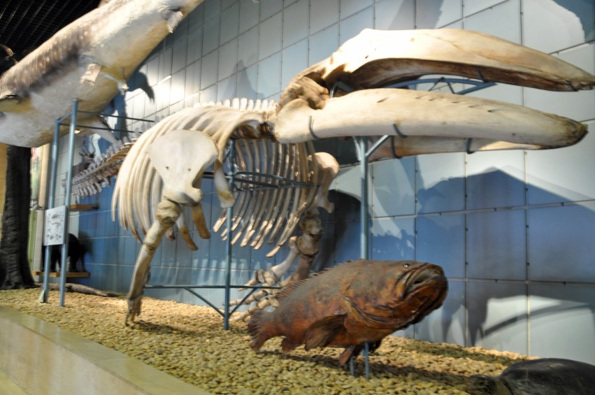 DSC_1071_conew1.jpg