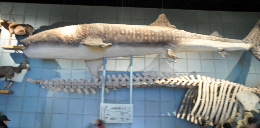 DSC_1073_conew1.jpg