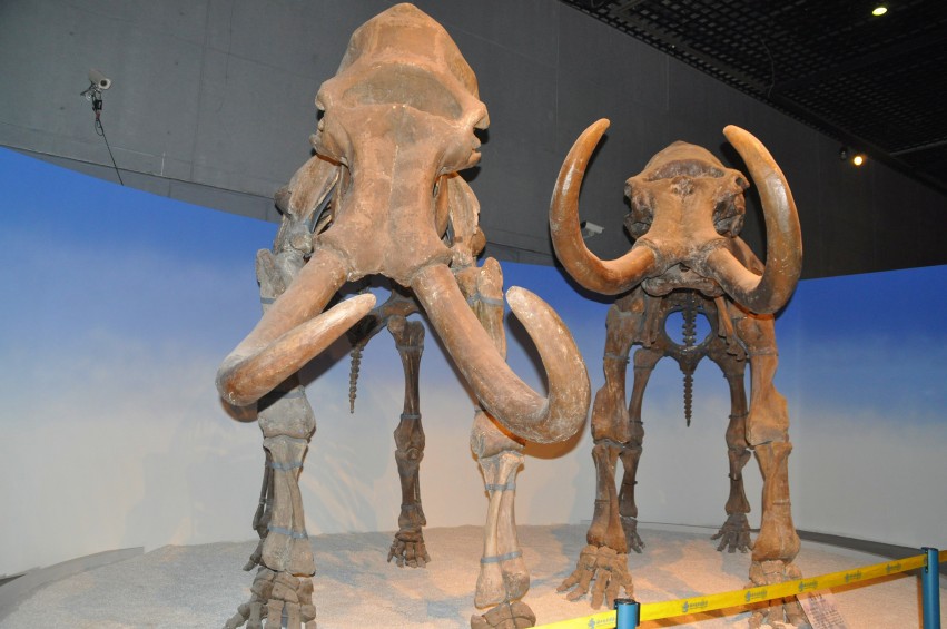 DSC_1096_conew1.jpg