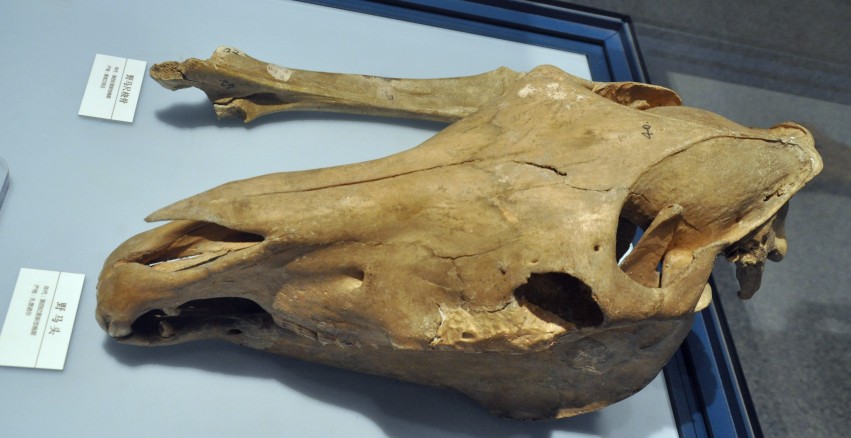 DSC_1100_conew1.jpg