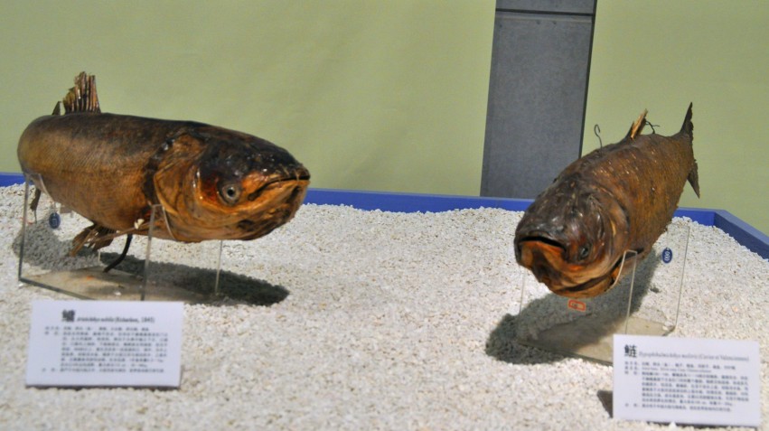 DSC_1109_conew1.jpg