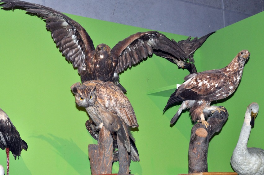 DSC_1117_conew1.jpg