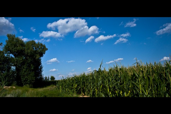 瞧~那塞上的向日葵