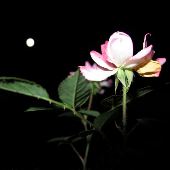 雁塔北广场随拍，请批评指正