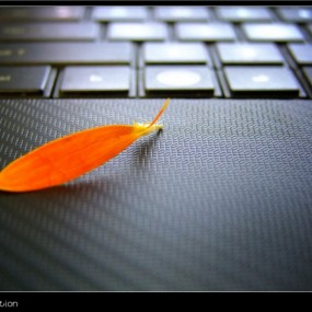 摄影菜鸟，论坛新人，求指导广交友 II