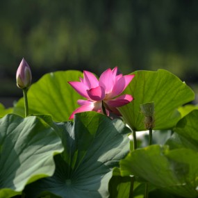 端午--丰庆公园--荷