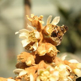 蜂