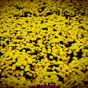 花和草