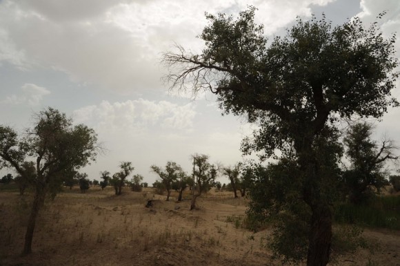 【实拍】胡杨精神永不倒