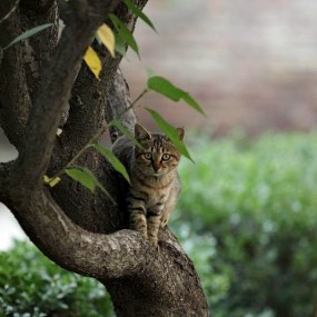 长焦的下的人像以及高感下的猫