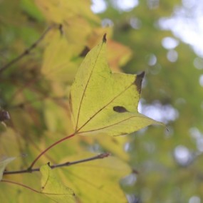 初次上手单反，550d(18-55mm)套机。我是新人，大家多多指点。