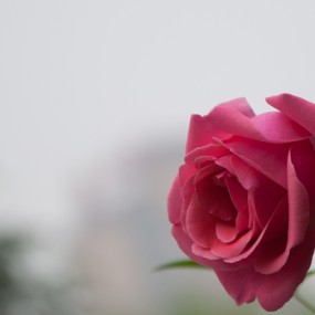 叶里深藏云外碧，月季枝头日边红。