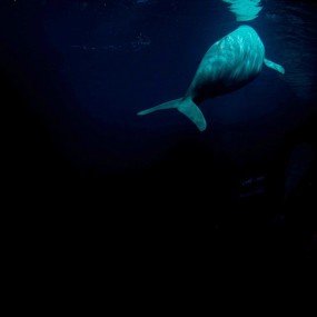 海洋馆拍的白鲸    看精灵之舞