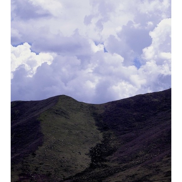 云上花开（八）放逐梦境