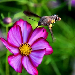 中国的蜂鸟“四不像”的蜂鸟鹰蛾