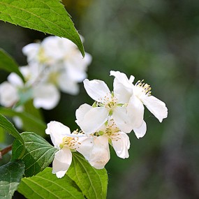 环山路边随拍一组野花。万像更新2012.5.19