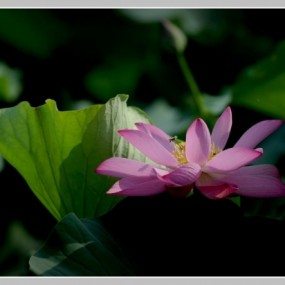 【咏·荷图】一组